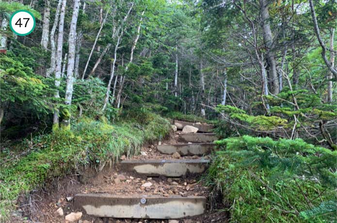 樹林帯の中の階段