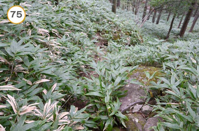 県界尾根　笹