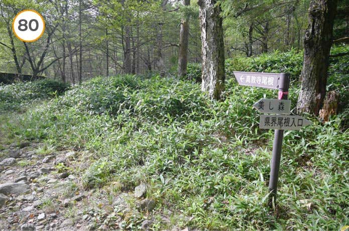県界尾根　真教寺尾根へと続く分岐
