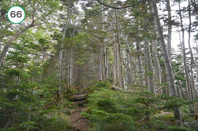 県界尾根　樹林帯