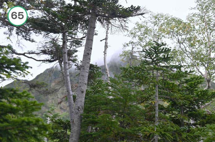 県界尾根　振り返って赤岳
