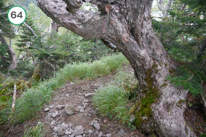 県界尾根　樹林帯に入る