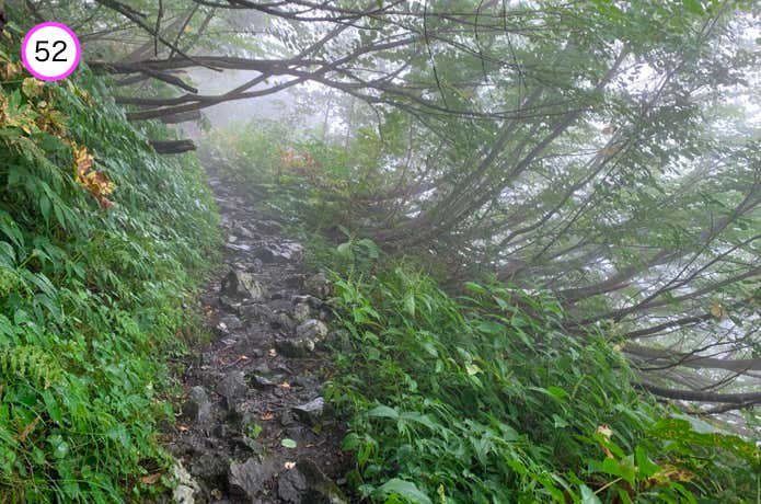 樹林帯へ入る
