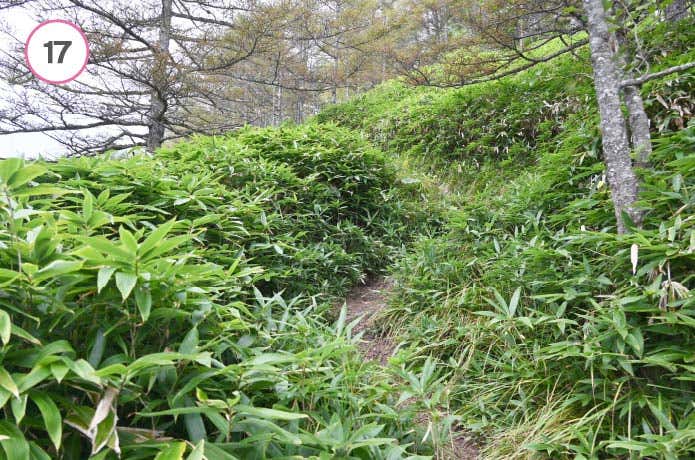 真教寺尾根　道の様子