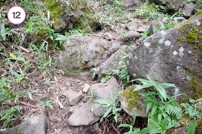 真教寺尾根　道の様子