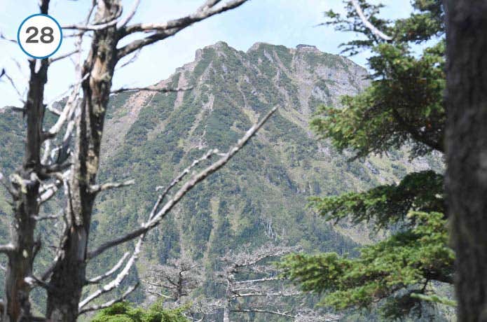 真教寺尾根　木の間から赤岳