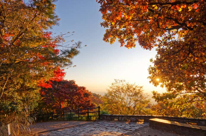 早朝の高尾山の紅葉