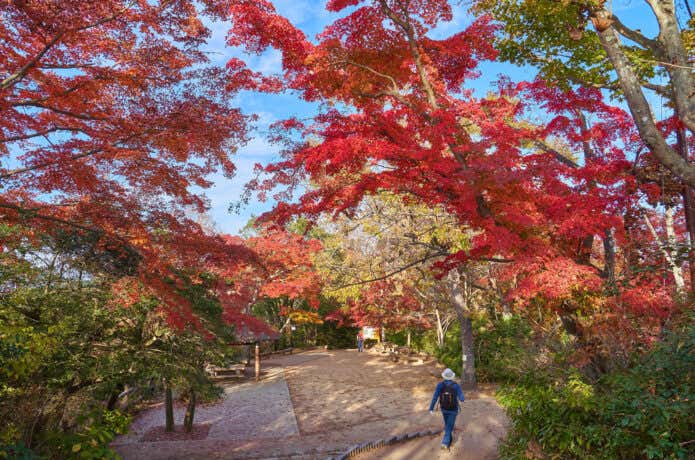 高尾山山頂から一丁平方面に見える紅葉
