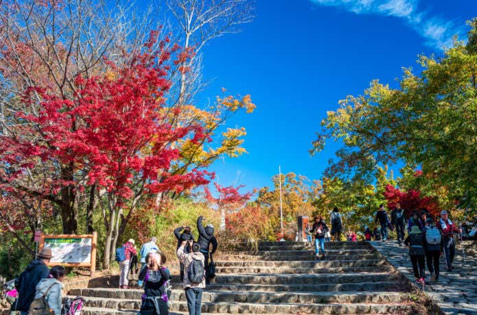 高尾山山頂付近の紅葉