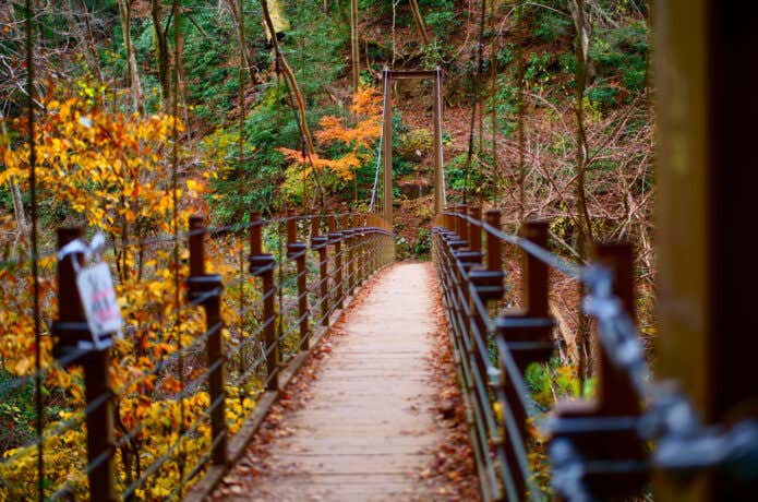 高尾山のみやま橋(吊り橋)と紅葉