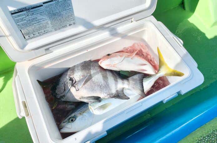 釣った魚を入れたクーラーボックス