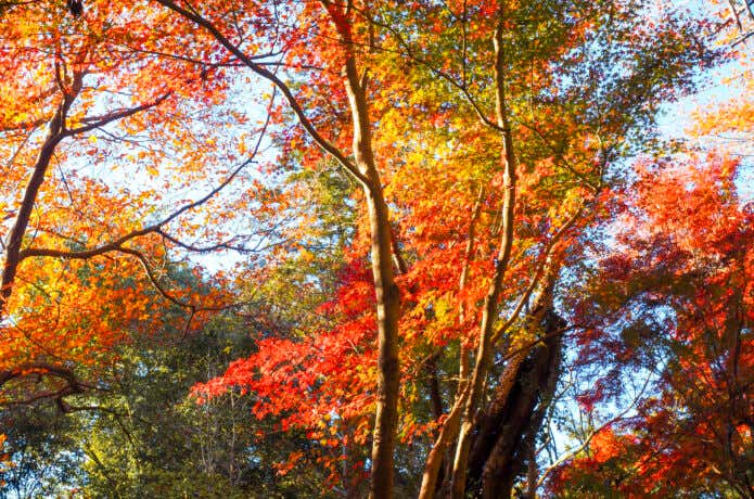 高尾山の紅葉