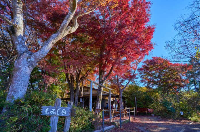 高尾山もみじ台の紅葉