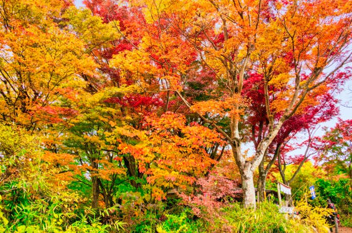 高尾山　登山道　もみじ台　紅葉