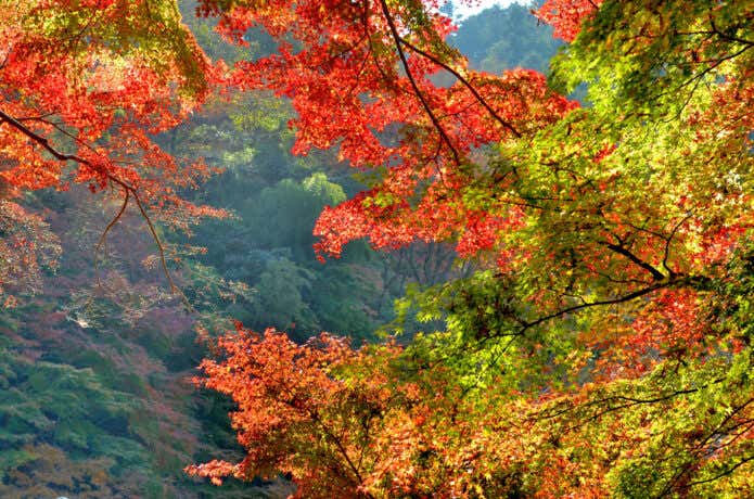 高尾山の紅葉