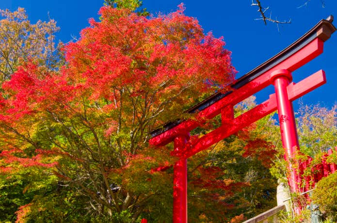 高尾山薬王院の鳥居と紅葉