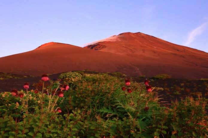 富士山とフジアザミ