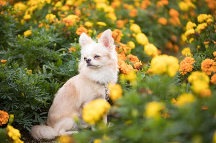 花畑と犬