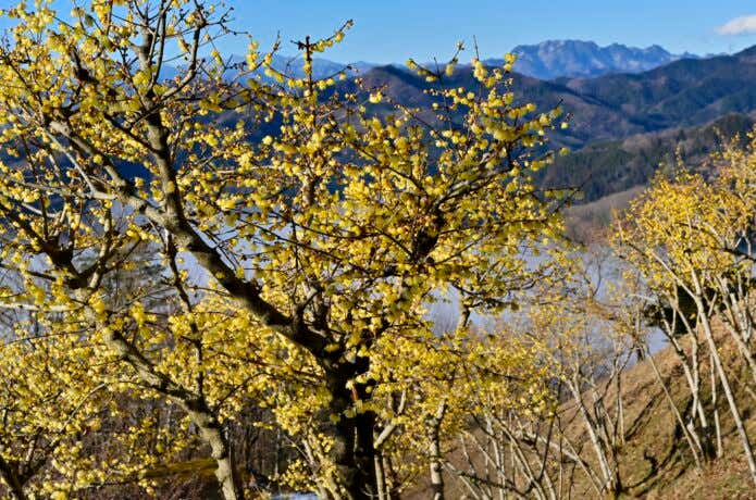 宝登山のロウバイと両神山