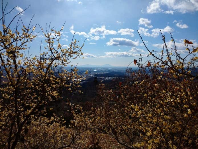 羽黒山のロウバイと、奥に見える筑波山