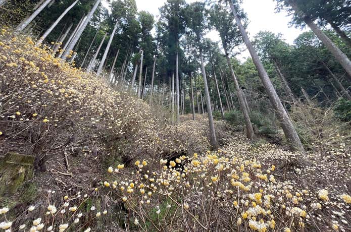 鳶ノ巣山のミツマタ群落