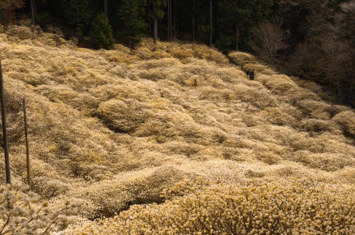 屋敷山ミツマタ群生地