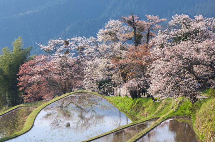 三多気の桜