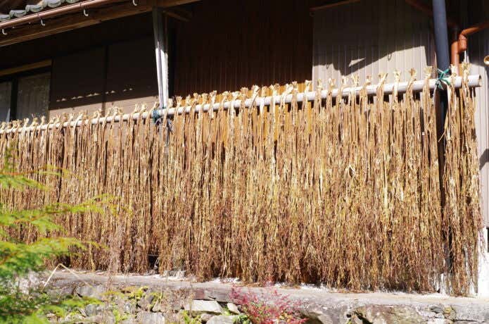 和紙を作るため干されているミツマタの樹皮