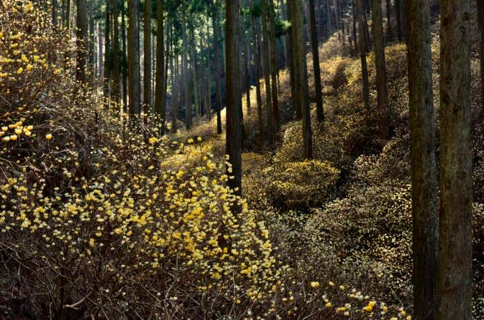 焼森山のミツマタ群生地
