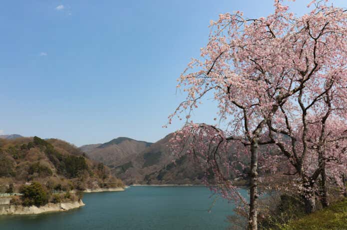 丹沢湖の桜
