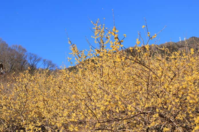 筑波山のロウバイ