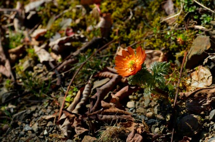 珍しい橙色の福寿草・秩父紅