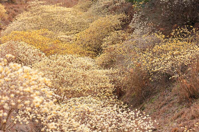 能勢妙見山麓のミツマタの谷