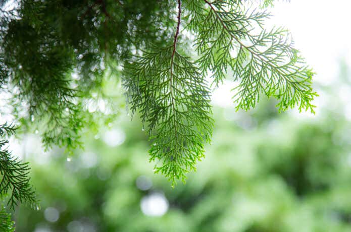 雨が降っているイメージ