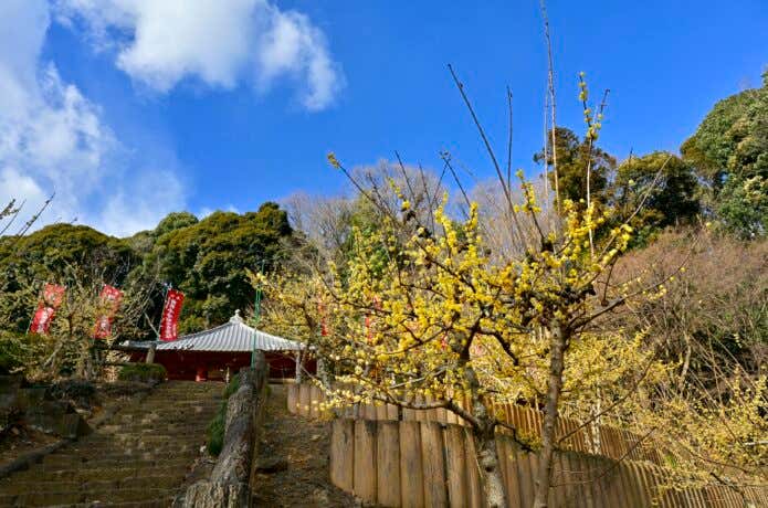 清水寺のロウバイ