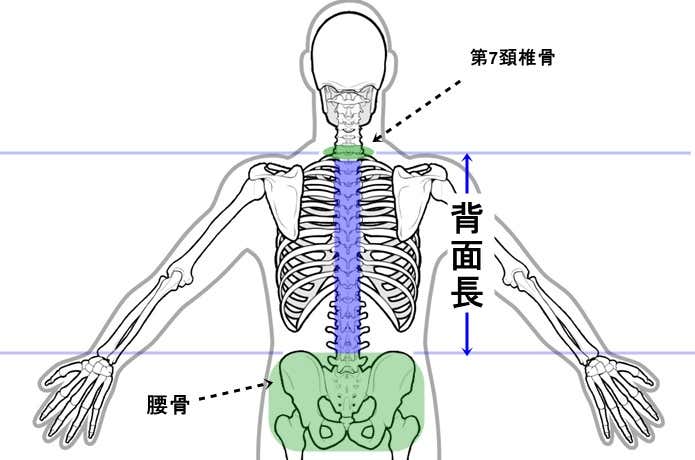 人体の背面長