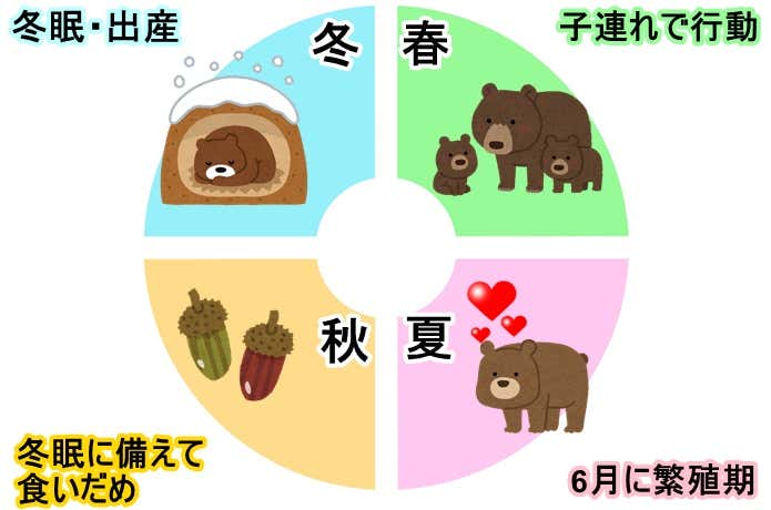 クマの一年の過ごし方