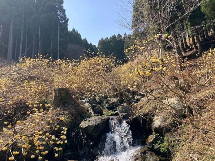 袴ヶ仙のミツマタ群生地