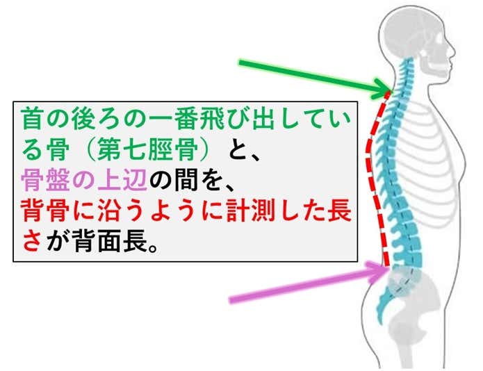 背面長を説明するイラスト。人の背面長は、首の後ろの一番飛び出している骨(第七脛骨)と、骨盤の上辺の間を、背中に沿うように計測した長さ。