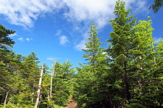 シラビソの森を通る登山道