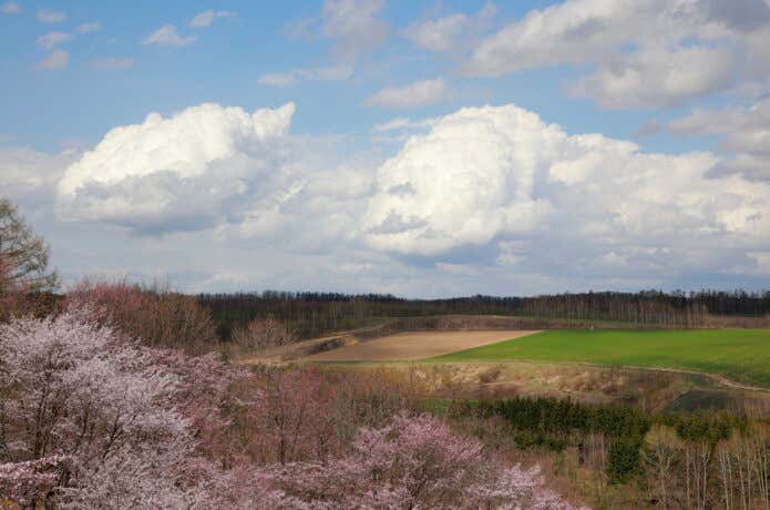 北海道・美瑛の丘に咲く桜