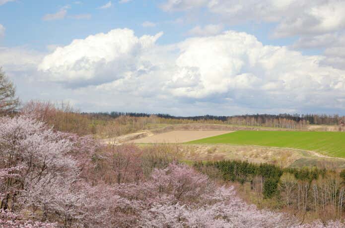 美瑛の丘に咲く桜