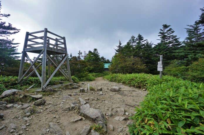 恵那山山頂部のオオシラビソ