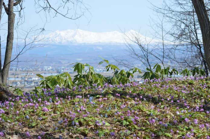 稜線から望む大雪山