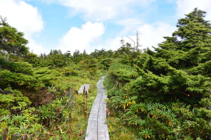 吾妻山のシラビソの登山道