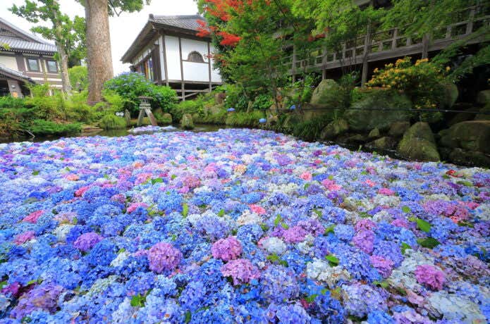 雨引観音の水中花