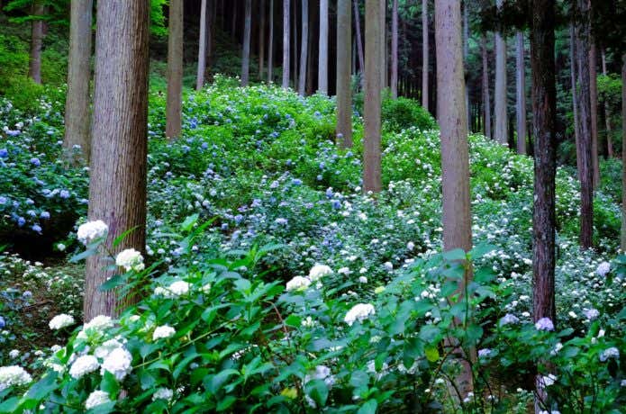 南沢あじさい山