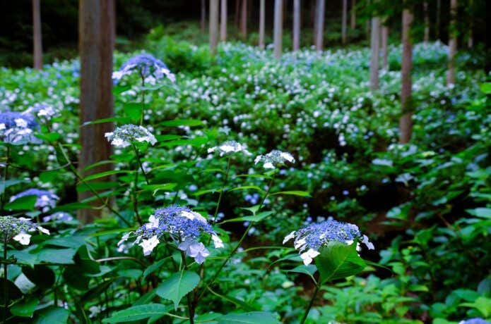 梅雨空に映える大輪の花・アジサイを鑑賞できる関東近郊の山10座 | YAMA HACK[ヤマハック]