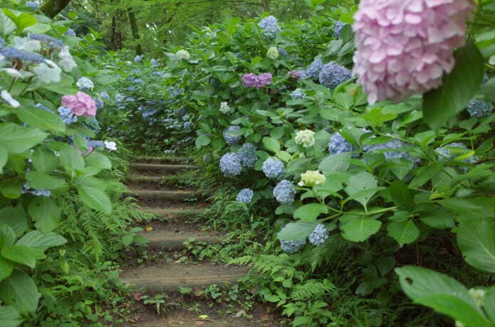 生田緑地あじさい山