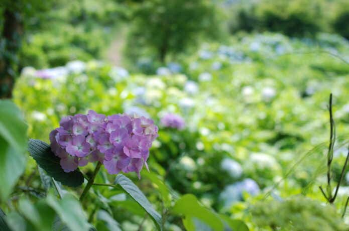 越生あじさい山公園